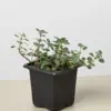 Nettle 'Silver Sparkle' houseplant