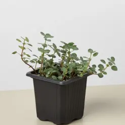 Nettle 'Silver Sparkle' houseplant