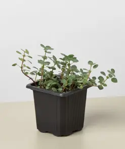 Nettle 'Silver Sparkle' houseplant