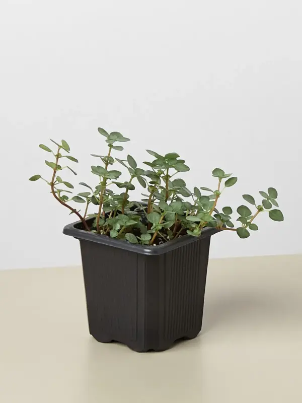 Nettle 'Silver Sparkle' houseplant