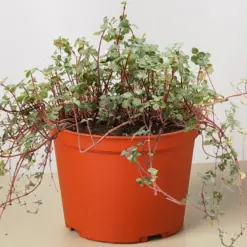 Nettle 'Silver Sparkle' — additional view