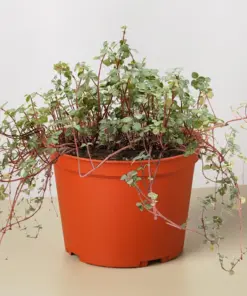 Nettle 'Silver Sparkle' — additional view