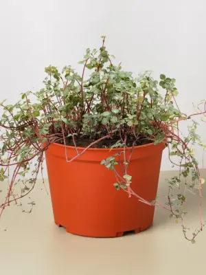 Nettle 'Silver Sparkle' — additional view