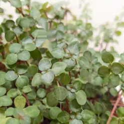 Nettle 'Silver Sparkle' — additional view