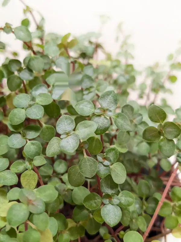 Nettle 'Silver Sparkle' — additional view