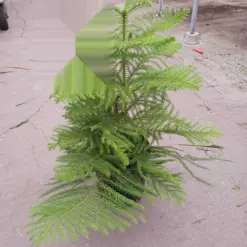 Norfolk 'Island Pine' houseplant