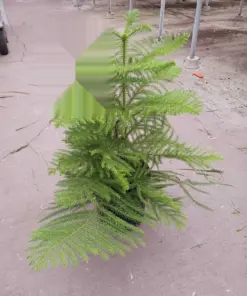 Norfolk 'Island Pine' houseplant