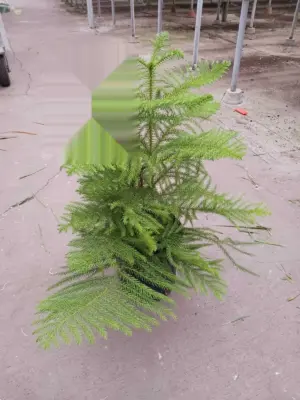 Norfolk 'Island Pine' houseplant