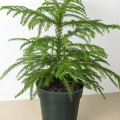 Norfolk 'Island Pine' — additional view