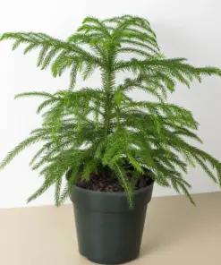 Norfolk 'Island Pine' — additional view