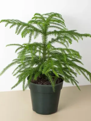 Norfolk 'Island Pine' — additional view