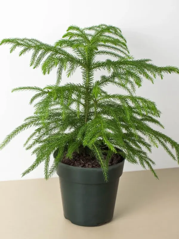 Norfolk 'Island Pine' — additional view