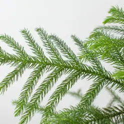 Norfolk 'Island Pine' — additional view