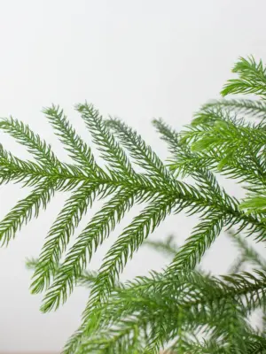 Norfolk 'Island Pine' — additional view