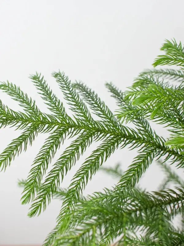Norfolk 'Island Pine' — additional view