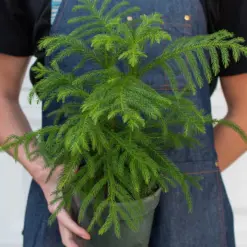 Norfolk 'Island Pine' — additional view