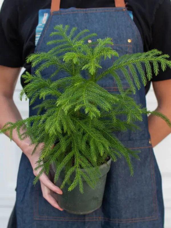 Norfolk 'Island Pine' — additional view