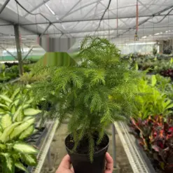 Norfolk 'Island Pine' — additional view