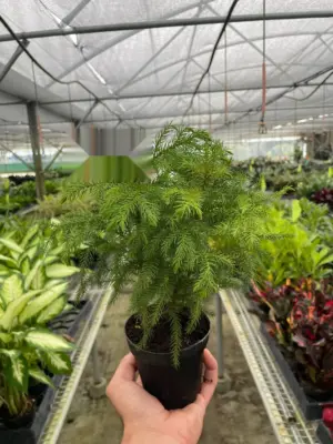 Norfolk 'Island Pine' — additional view