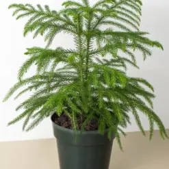 Norfolk 'Island Pine' — additional view