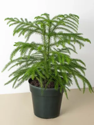Norfolk 'Island Pine' — additional view