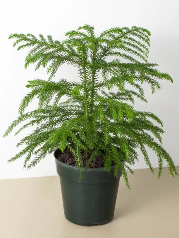 Norfolk 'Island Pine' — additional view