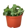 Orchid Cactus 'Curly Sue' houseplant