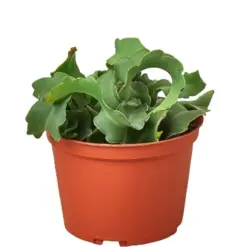 Orchid Cactus 'Curly Sue' houseplant