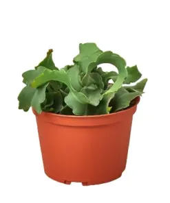 Orchid Cactus 'Curly Sue' houseplant