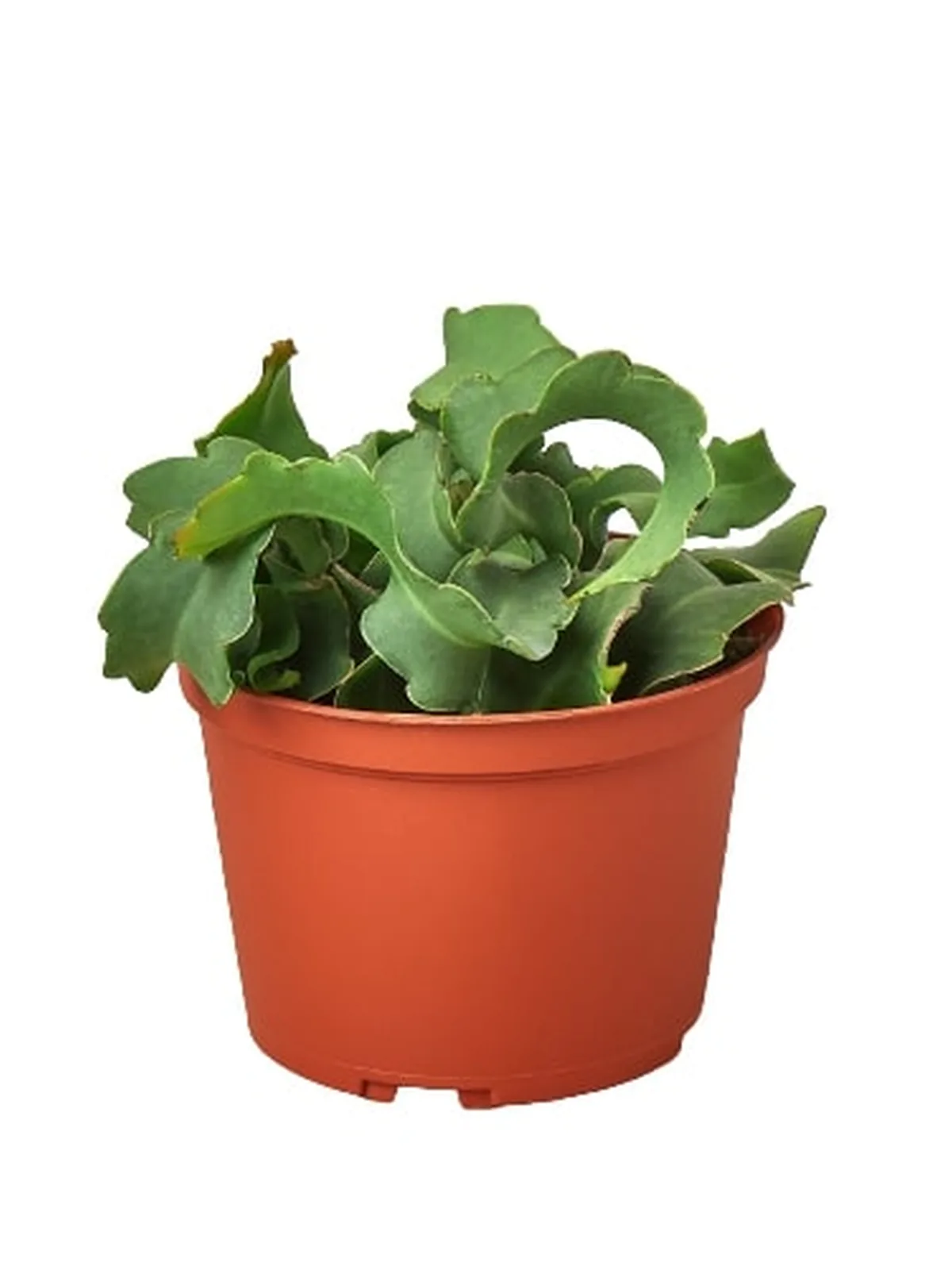 Orchid Cactus 