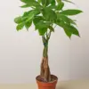 Money Tree 'Guiana Chestnut' Pachira Braid houseplant