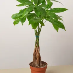 Money Tree 'Guiana Chestnut' Pachira Braid houseplant