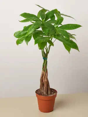 Money Tree 'Guiana Chestnut' Pachira Braid houseplant
