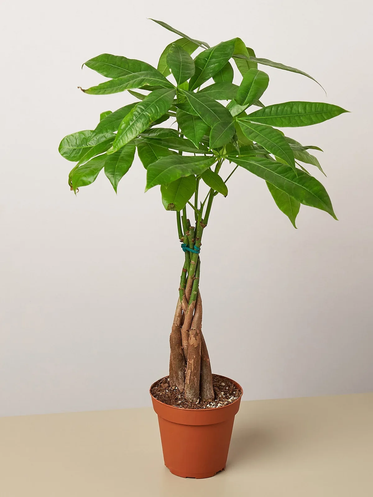 Money Tree 