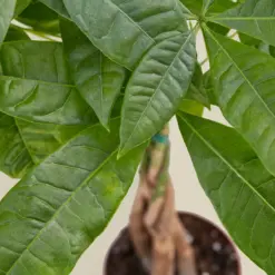 Money Tree 'Guiana Chestnut' Pachira Braid — additional view