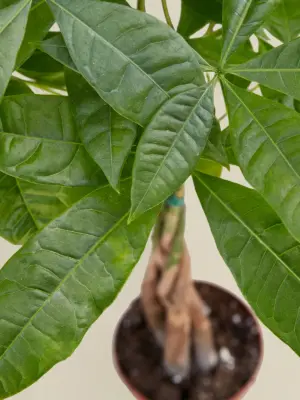 Money Tree 'Guiana Chestnut' Pachira Braid — additional view