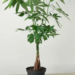 Money Tree 'Guiana Chestnut' Pachira Braid — additional view