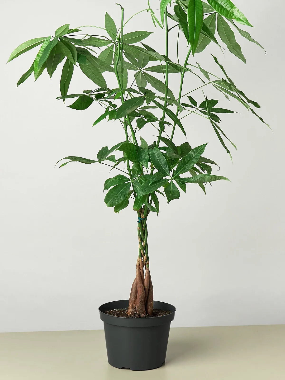 Money Tree 