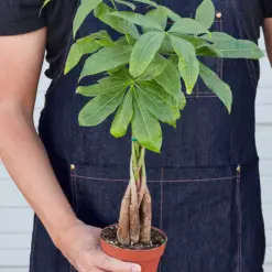 Money Tree 'Guiana Chestnut' Pachira Braid — held in hand for size reference