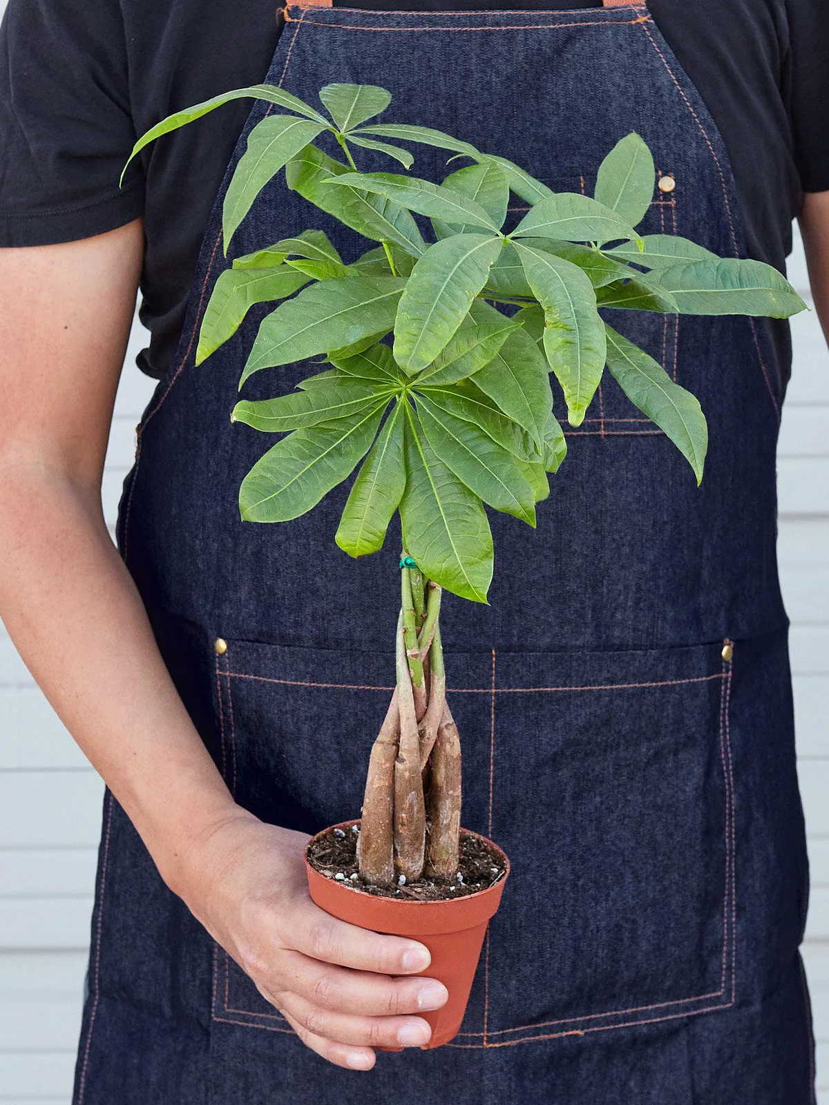 Money Tree 