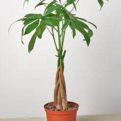 Money Tree 'Guiana Chestnut' Pachira Braid — additional view