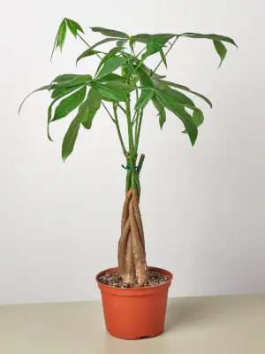 Money Tree 'Guiana Chestnut' Pachira Braid — additional view