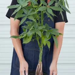 Money Tree 'Guiana Chestnut' Pachira Braid — additional view