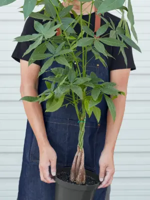 Money Tree 'Guiana Chestnut' Pachira Braid — additional view