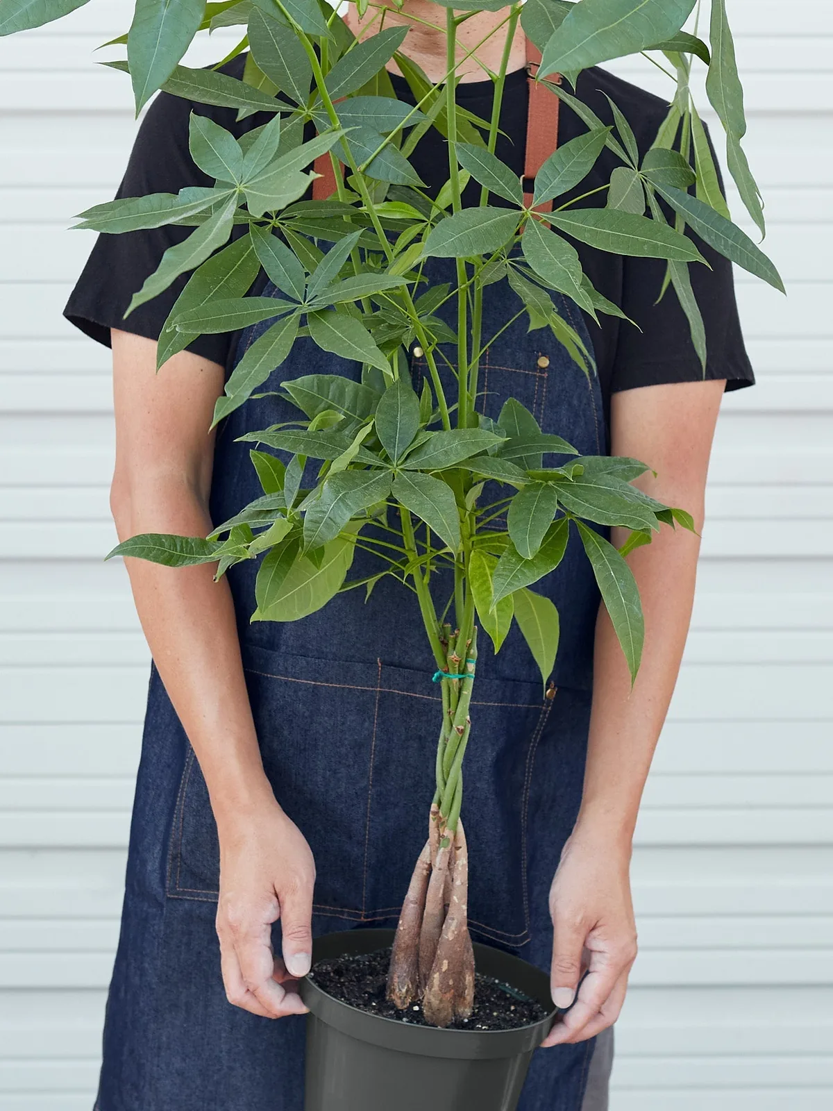 Money Tree 