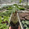 Money Tree 'Guiana Chestnut' Pachira Stump houseplant