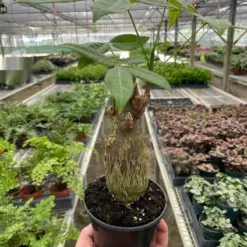 Money Tree 'Guiana Chestnut' Pachira Stump houseplant