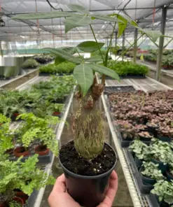 Money Tree 'Guiana Chestnut' Pachira Stump houseplant