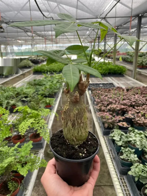 Money Tree 'Guiana Chestnut' Pachira Stump houseplant