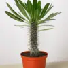 Pachypodium 'lamerei' (Madagascar Palm) houseplant